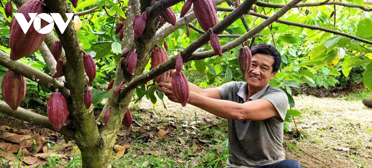 Xuất khẩu trái ca cao tăng mạnh, nhà vườn lãi cao